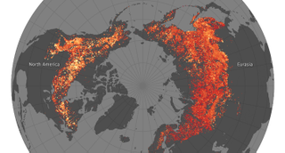 Illustration for article titled Why America Has Stronger Forest Fires Than Elsewhere In The World